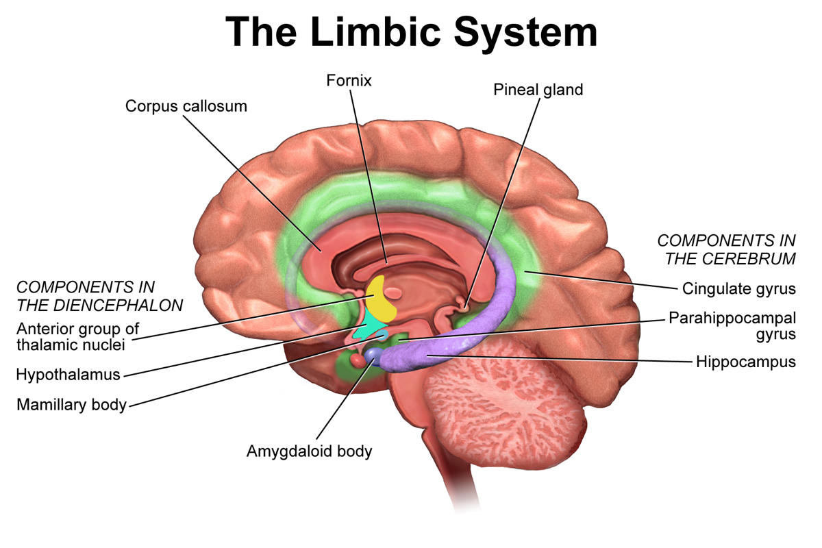 Labeled diagram of the limbic system showing the amygdala, hippocampus, cingulate gyrus, fornix, and hypothalamus