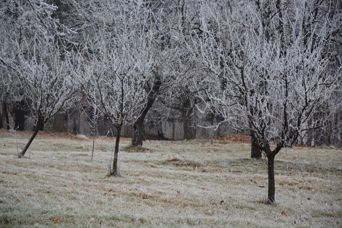Winter landscape cold