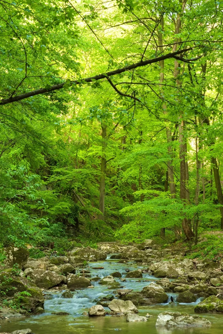 Naturaleza del Noroeste de Arkansas